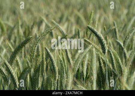 Nahaufnahme der grünen Triticale-Ohren auf dem Feld während des Tages Stockfoto