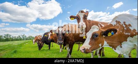 Seitenansicht neugieriger Kühe auf dem Feld Stockfoto