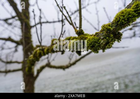 Baum mit Moos, der seine Äste bedeckt Stockfoto