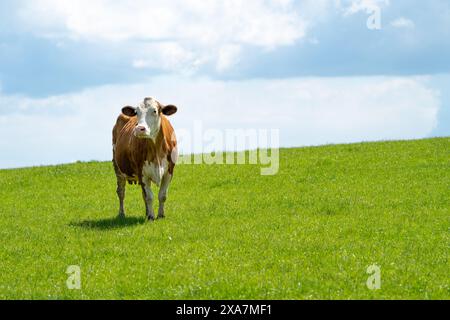 Vereinfachtes Bild einer Kuh auf der Wiese unter bewölktem Himmel Stockfoto