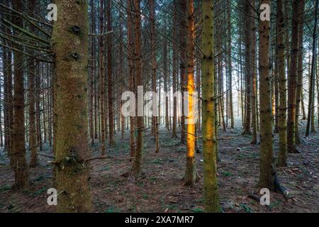 Das Sonnenlicht filtert durch das dichte Walddach Stockfoto