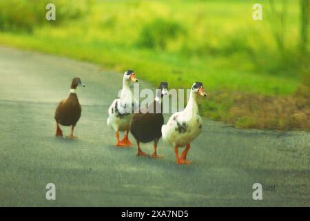 Drei Enten hintereinander überqueren die Straße Stockfoto