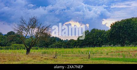 Offenes Feld mit Bäumen und umzäuntem Bereich darunter Stockfoto