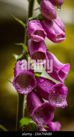 Eine Nahaufnahme von Wassertropfen auf einer Digitalisblüte, die allgemein als Fuchshandschuh bekannt ist Stockfoto