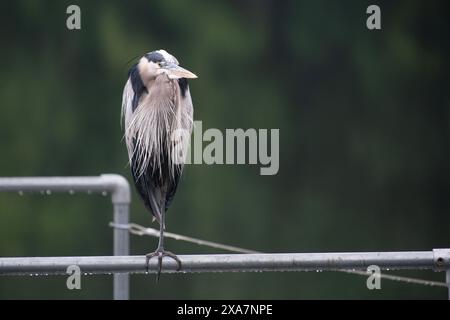 Ein großer Vogel, der auf einem Metallgeländer in der Nähe eines üppig grünen Gebietes sitzt Stockfoto