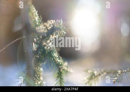 Nahaufnahme eines schneebedeckten Zweiges bei Wintersonnenlicht Stockfoto