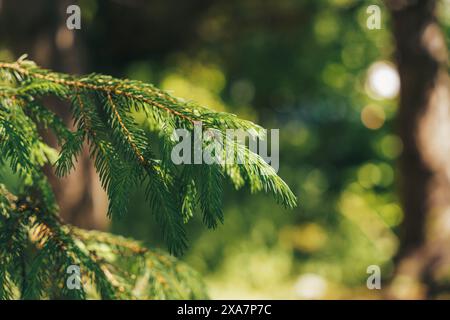 Auf dem Foto befindet sich ein Tannenzweig mit dichten grünen Nadeln. Stockfoto