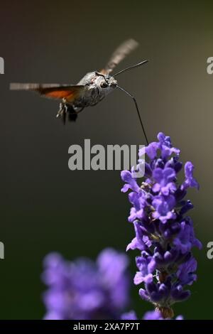 Kolibri-Falkenmotten, die Lavendelblüten fressen Stockfoto