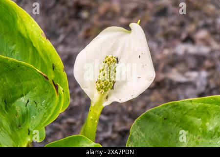 Weiße Calla-Blüte mit ihrem typischen gelb-orangen Spadix. Calla oder Moor Arum, Sumpfkalla, wilde Calla, Squaw Claw und Wasser-Arum Stockfoto