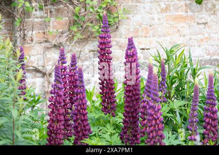 Lupinus "Meisterwerk". Lupine Blüte Stockfoto