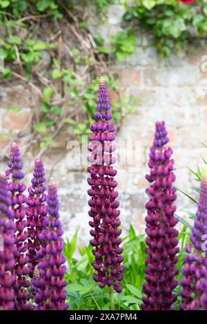 Lupinus "Meisterwerk". Lupine Blüte Stockfoto