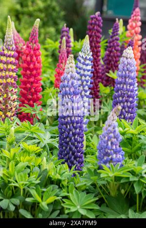 Lupinus. Farbenfrohe Lupin-Ausstellung im Mai Stockfoto