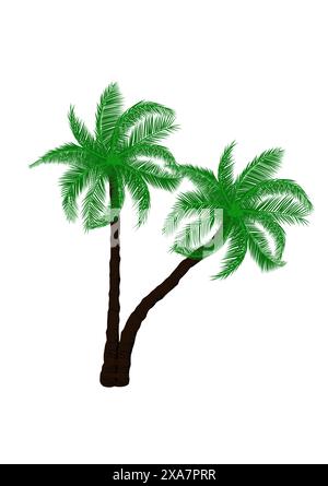 Grüner Baum der Kokospalme mit isoliertem weißen Hintergrund Vektor-Illustration Stock Vektor
