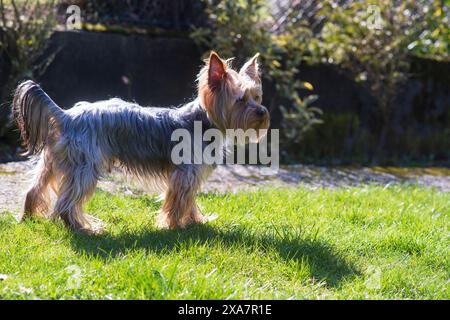 Ein langhaariger, zotteliger Yorkshire Terrier steht nachdenklich auf dem grasbewachsenen Rasen im Hinterhof. Lebenskonzept des Haustierhundes Stockfoto