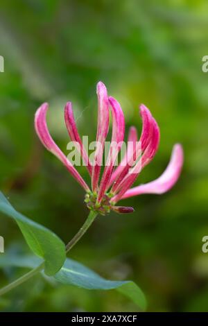 Nahaufnahme ungeöffneter Blüten der gewöhnlichen Geißblatt (Lonicera perilymenum) in einem Garten im Frühsommer Stockfoto