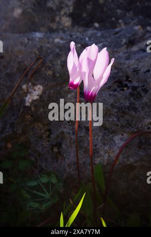 Rosafarbene Blüten des persischen Cyclamen (Cyclamen persicum) im Sonnenlicht auf Zypern Stockfoto