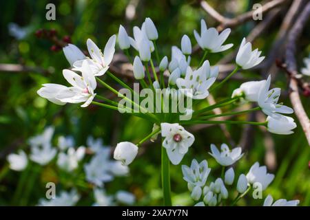 Weiße Blüten der Wildblume Neapel Knoblauch (Allium neapolitanum), Zypern Stockfoto