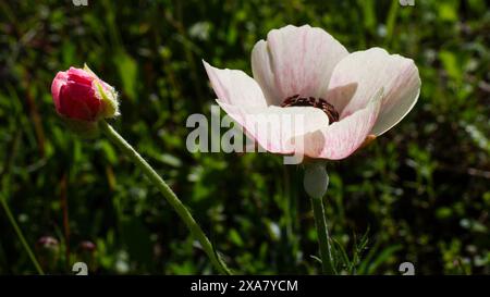 Weiß-rosa Blüte der persischen Butterblume (Ranunkulus asiaticus) mit rosaroten Knospen, Zypern Stockfoto