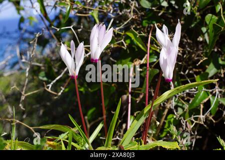 Weiße Blüten des persischen Cyclamen (Cyclamen persicum) im Sonnenlicht auf Zypern Stockfoto