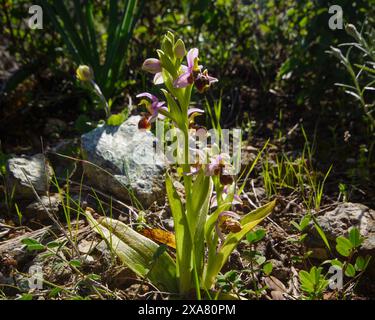 Blühende Pflanze der Carmel-Orchidee (Ophrys umbilicata), in natürlicher Umgebung auf Zypern Stockfoto