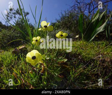 Gelbe Blüten der Persischen Butterblume (Ranunculus asiaticus) auf einer Wildblumenwiese, Zypern Stockfoto