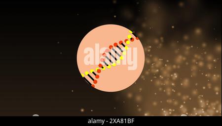 Bild eines dna-Strangs, der sich über glühenden Lichtern dreht Stockfoto