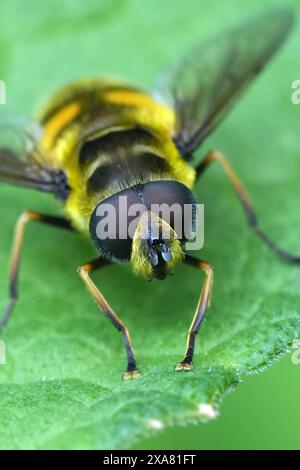 Extreme Nahaufnahme auf dem Kopf und den Augen des europäischen Batman hoverfly, Myathropa florea, der auf einem Blatt im Garten sitzt Stockfoto
