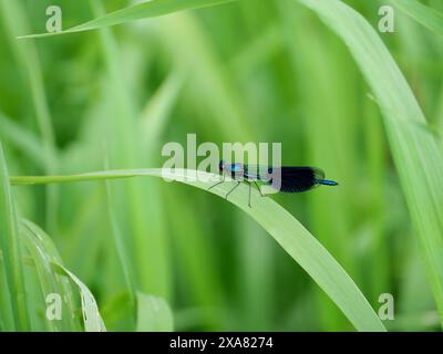 Eine glitzernde Libelle ruht zwischen Schilf am Ufer des Tollense, während andere umherfliegen und sich im lebendigen Ökosystem paaren. Stockfoto