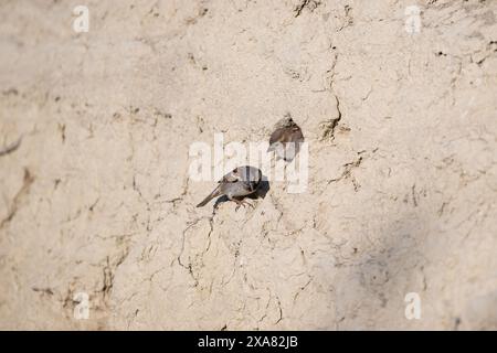 Spatzennest im Boden. Männliche und weibliche Sperlinge warten auf das Nest. Stockfoto