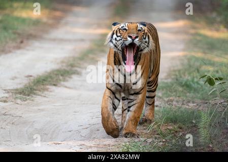 Königlicher bengalischer Tiger, der die Forststraße in einem Nationalpark in Indien blockiert Stockfoto