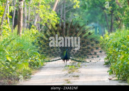 Der Nationalvogel Indiens Pfau im Wald. Stockfoto