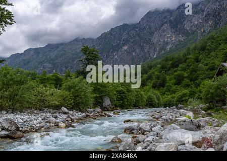 Wald mit Blick auf den fluss Stockfoto