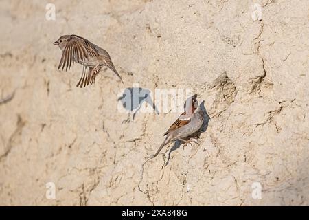 Spatzennest im Boden. Männliche und weibliche Sperlinge warten auf das Nest. Stockfoto