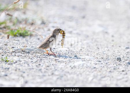 Weibliche Haussperling mit einer bunten raupe im Mund. Stockfoto