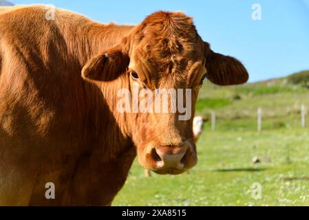 Isle of Skye, Innere Hebriden, Highlands und Inseln, Schottland, Großbritannien, Europa, Porträt einer braunen Kuh auf einer grünen Wiese an einem sonnigen Tag Stockfoto