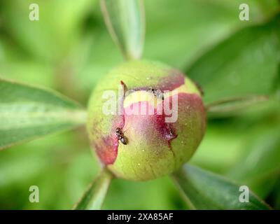 Nahaufnahme von Ameisen (Formicidae), die auf einer grünen und violetten Pfingstrose (Paeonia) krabbeln Stockfoto