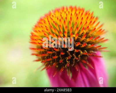 Nahaufnahme einer lebendigen Blume (Echinacea) mit spitzen orange- und roten Blüten vor einem weichen grünen Hintergrund Stockfoto