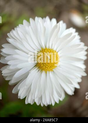 Nahaufnahme eines weißen Gänseblümchens (Bellis perennis) mit einem hellen gelben Zentrum in voller Blüte vor einem unscharfen natürlichen Hintergrund Stockfoto