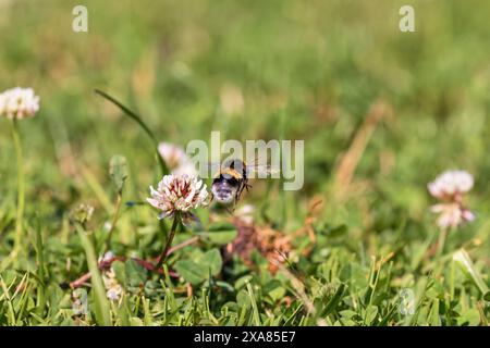 Hummel (Bombus terrestris) fliegt auf einer Wiese mit blühendem Weißklee (Trifolium repens) Stockfoto