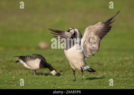 Weidegänse oder Nonnengänse (Branta leucopsis), Naturschutzgebiet Hauke-Haien-Koog, Nordfriesland, Schleswig-Holstein, Deutschland Stockfoto