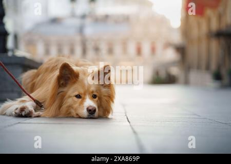 Ein flauschiger Hund liegt auf einem Bürgersteig der Stadt, sein Blick ruhig und aufmerksam, während die Hektik des Stadtlebens im verschwommenen Hintergrund weitergeht. Stockfoto