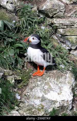 Ein Papageientaucher auf den Bempton Cliffs Stockfoto