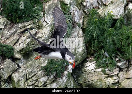 Ein Papageientaucher im Flug bei RSPB Bempton Cliffs Stockfoto