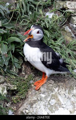 Ein Papageientaucher ruft bei RSPB an Stockfoto