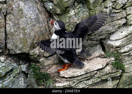 Ein Papageientaucher spannt die Flügel Stockfoto