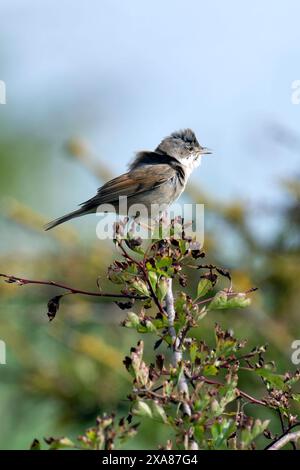 Ein gemeiner Weißroat (Curruca Communis) Stockfoto