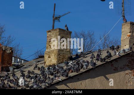 Eine Gruppe grauer Tauben sitzt auf dem Dach eines alten Hauses. Stockfoto