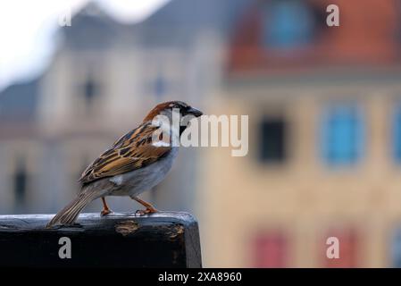 Nahaufnahme eines Spatzes in einer urbanen Umgebung mit Details seiner Federn und Schnabel. Stockfoto