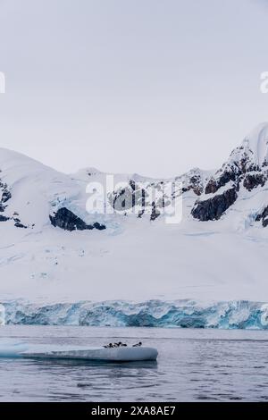 Panorama von vier Kap-Petrels - Daption Capense - ruht auf einem Eisberg in der Nähe von Danco Island, auf der Antarktischen Halbinsel Stockfoto