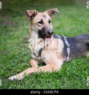 Gemischte Rasse süßer und lustiger Hund, der auf dem grünen Gras sitzt und in die Kamera schaut. Hund zur Adoption, schöne und kawai helle Farbe Pelzhund hochwertige Foto Stockfoto